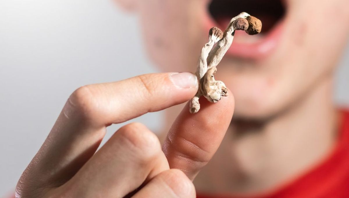 O que a psilocibina faz ao cérebro