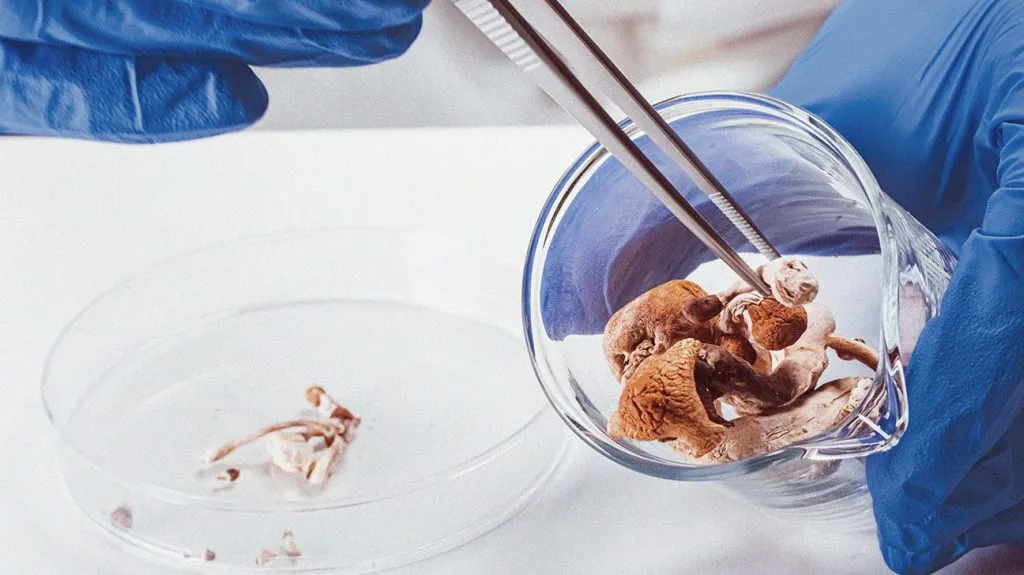 A maioria dos especialistas em Adições apoia a Legalização do uso terapêutico de Psicadélicos